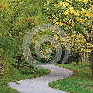 Walnut Trees In Autumnal Park, Large Detailed Vertical Landscaped Autumn Path Scene, Twisting Tarmac Walkway, Winding Asphalt Road