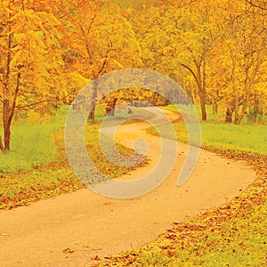 Walnut trees and footpath in autumn, colorful yellow, red leaves, large detailed outdoor scene, old pathway in woods, aged tarmac