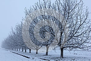 Walnut trees in winter left side