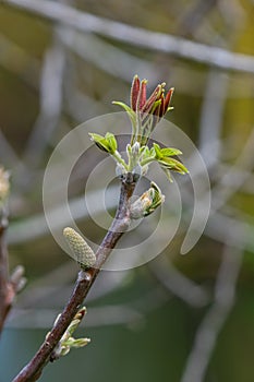 Walnut twig in spring, Walnut tree leaves and catkins close up. Walnut tree blooms, young leaves of the tree in the spring season