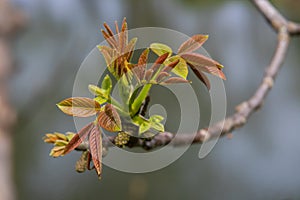 Walnut twig in spring, Walnut tree leaves and catkins close up. Walnut tree blooms, young leaves of the tree in the spring season