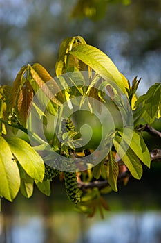 Walnut twig in spring, Walnut tree leaves and catkins close up. Walnut tree blooms, young leaves of the tree in the spring season