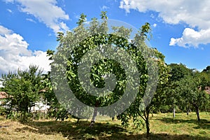 The Walnut -Novaci Romania 33