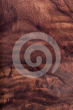 Walnut natural wood texture