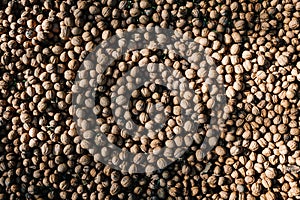 Walnuts background, texture. Harvest. Whole walnut, healthy organic food concept. Top view. View above. flat lay