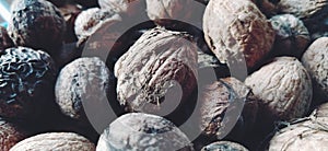 Walnuts close-up. Harvest of nuts. Walnut fruits, rounded large single single-seeded drupes. A healthy diet that includes