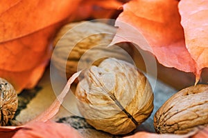 Walnuts colorful dry orange autumn leaves on weathered woof garden box, harvest, thanksgiving, halloween, fall mood, tranquility