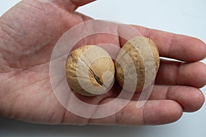 Walnuts food nut in hand on white background isolation