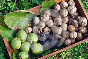 Walnuts