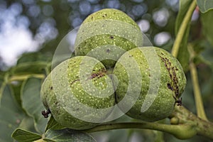 Walnuts with green husk on tree branch