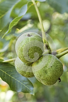 Walnuts with green husk on tree branch