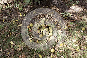 Walnuts on the Ground