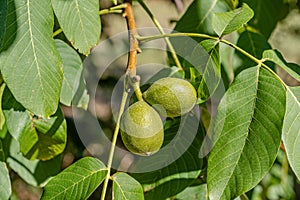 Walnuts a growing ontree branch in organic farming, scientific name: juglans of the family Juglandaceae