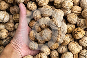 Walnuts in hand. Harvesting. Whole walnut, healthy organic food concept. Selective focus