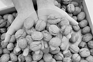 Walnuts and hands agricolture nature work