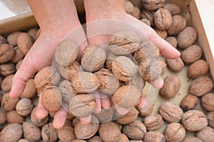 Walnuts and hands agricolture nature work