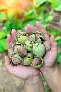 Walnuts in hands. The concept of business growth, profit. Selective focus Vertical photo