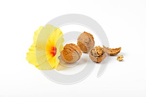 Walnuts and hibiscus flower