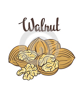 Walnuts isolated on white background.