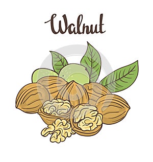 Walnuts isolated on white background.