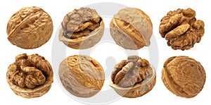 Walnuts isolated on white background with clipping path