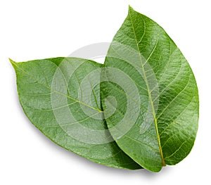 Walnuts leaf on white