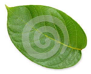 Walnuts leaf isolated on white