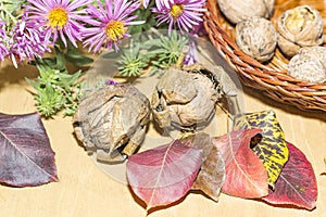 Walnuts, leaves and autumn flowers