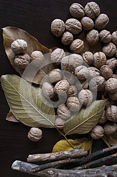 Walnuts, leaves and twigs on a dark background