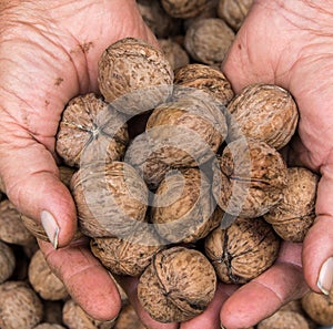 Walnuts In male workers hands. Walnut Gathering.