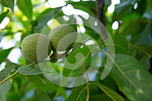 Walnuts maturing on a tree in the garden-summer harvest