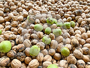 Walnuts opened the shell and the collected