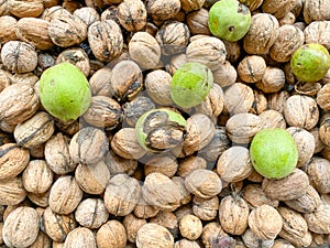 Walnuts opened the shell and the collected