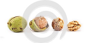 Walnuts in a range from green to dehulled kernels on white background