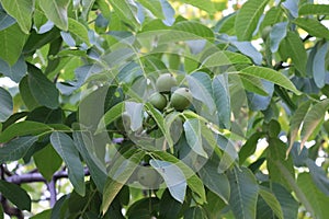 Walnuts ripen on the tree.