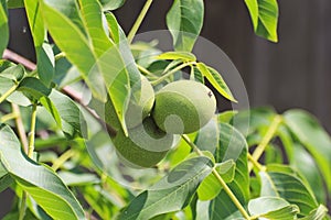 Walnuts ripening on a tree among foliage, but still green. The source of vegetable protein and healthy fats. A treat for children.