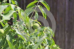 Walnuts ripening on a tree among foliage, but still green. The source of vegetable protein and healthy fats. A treat for children.