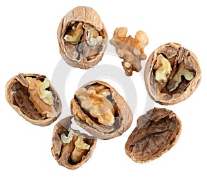 Walnuts in shell on isolated background