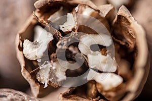 Walnuts in shell, walnut hock, cracked walnuts, close-up.