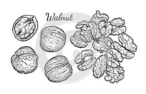 Walnuts sketch set.