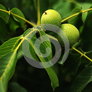 Walnuts tree