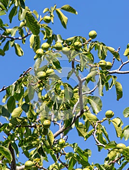Walnuts on a tree against a blue sky