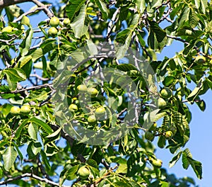 Walnuts on a tree against a blue sky