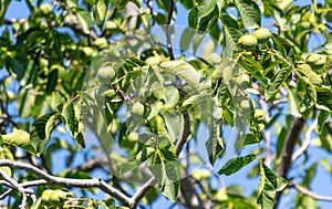 Walnuts on a tree against a blue sky