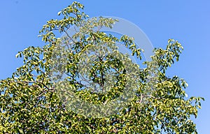 Walnuts on a tree against a blue sky