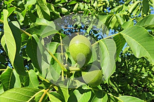 Walnuts tree on blue sky background, closeup