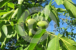 Walnuts tree on blue sky background, closeup