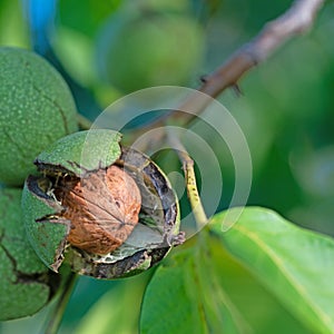 Walnuts on the tree in a closeup