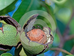 Walnuts on the tree in a closeup