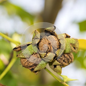 Walnuts on the tree in a closeup